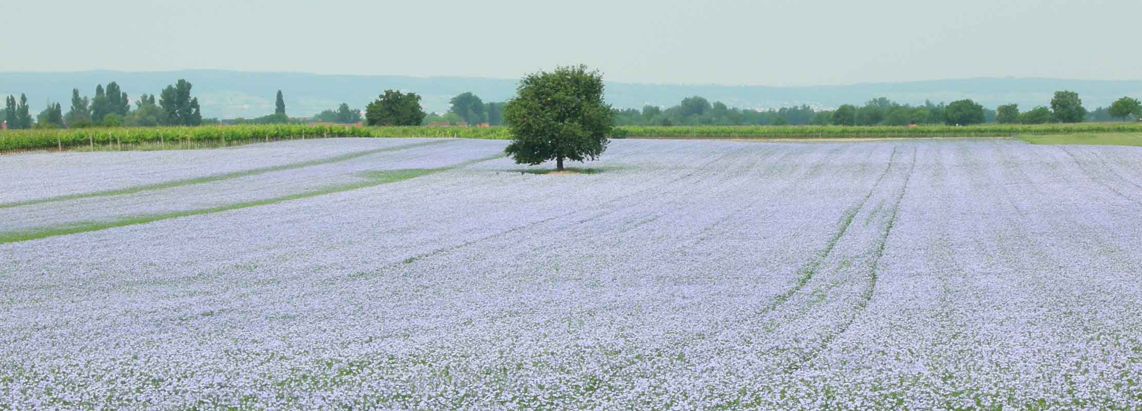 Blau blühendes Feld mit einzelnem Baum am Haideboden