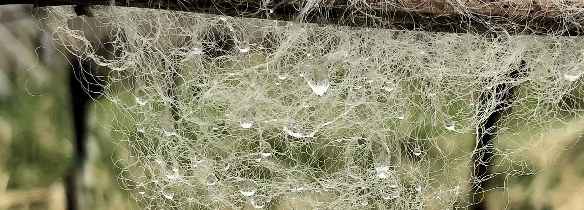 Spinnennetz mit Tautropfen