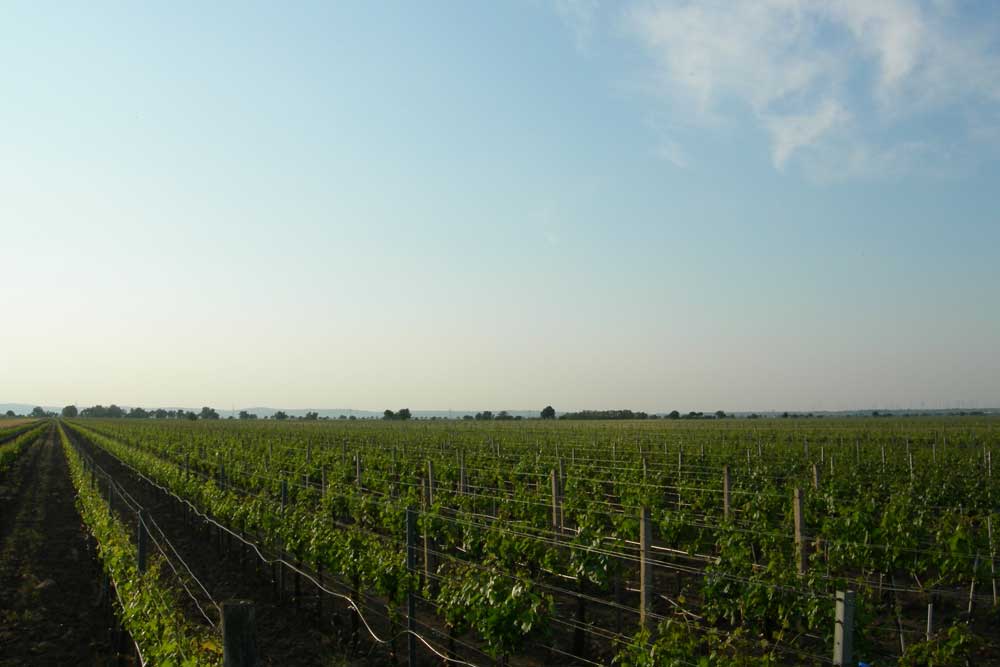 Rebzeilen im Weingarten am Haideboden unter blauem Himmel