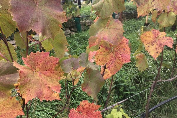 Herbstblätter