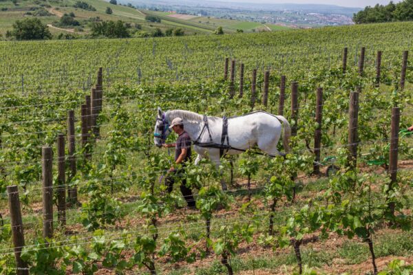 Pferd im Weingarten