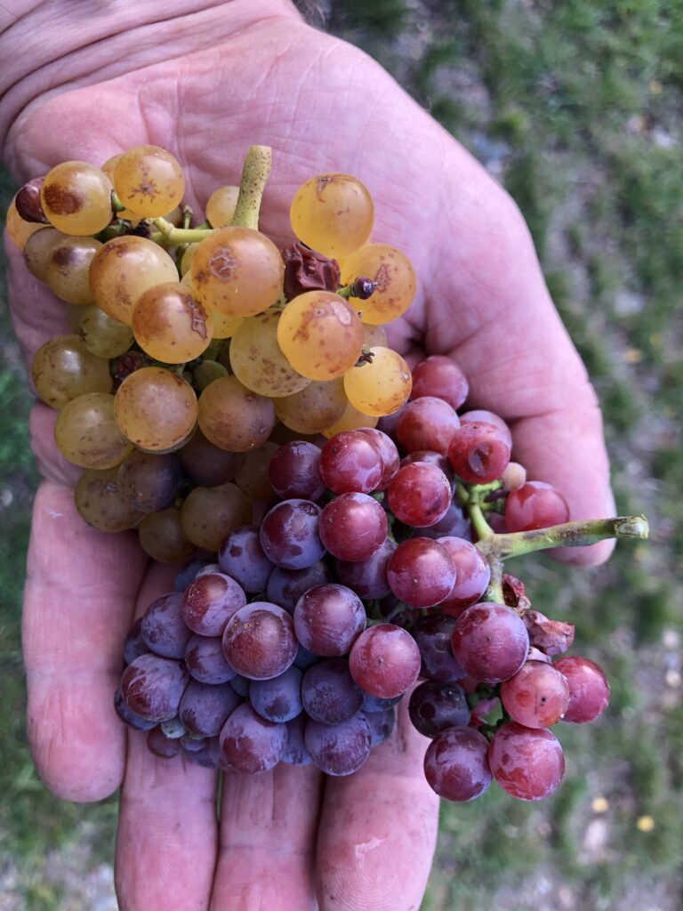 Traminer gelbrot