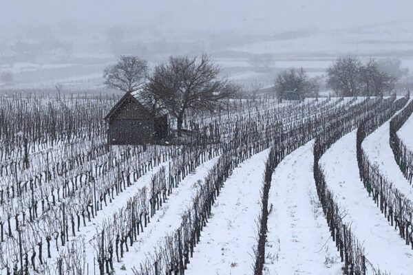 Weingarten Winter 2021
