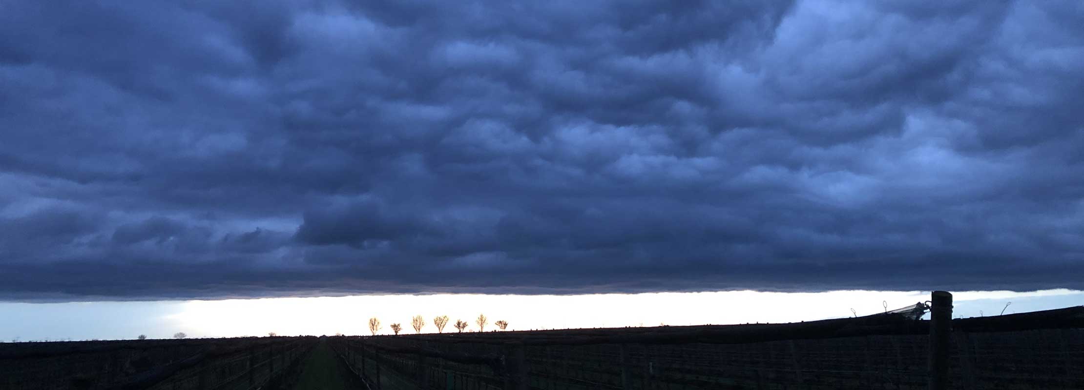 Weingarrten mit Wolkenhimmel