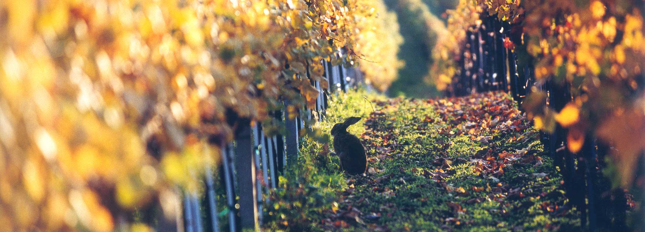 Hase im herbstlichen Weingarten