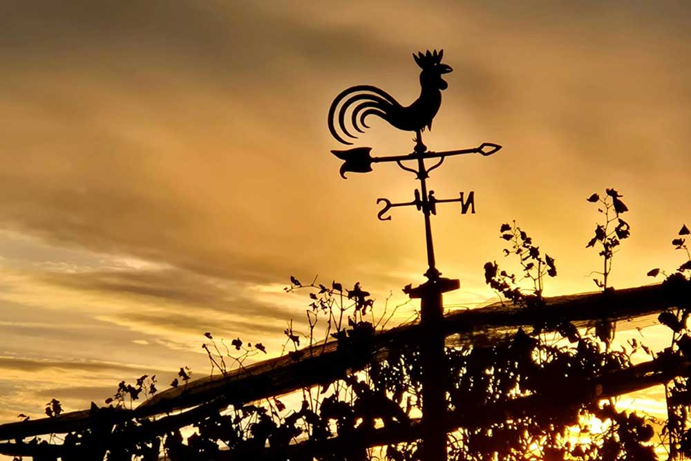 Wetterhahn im Morgenrot