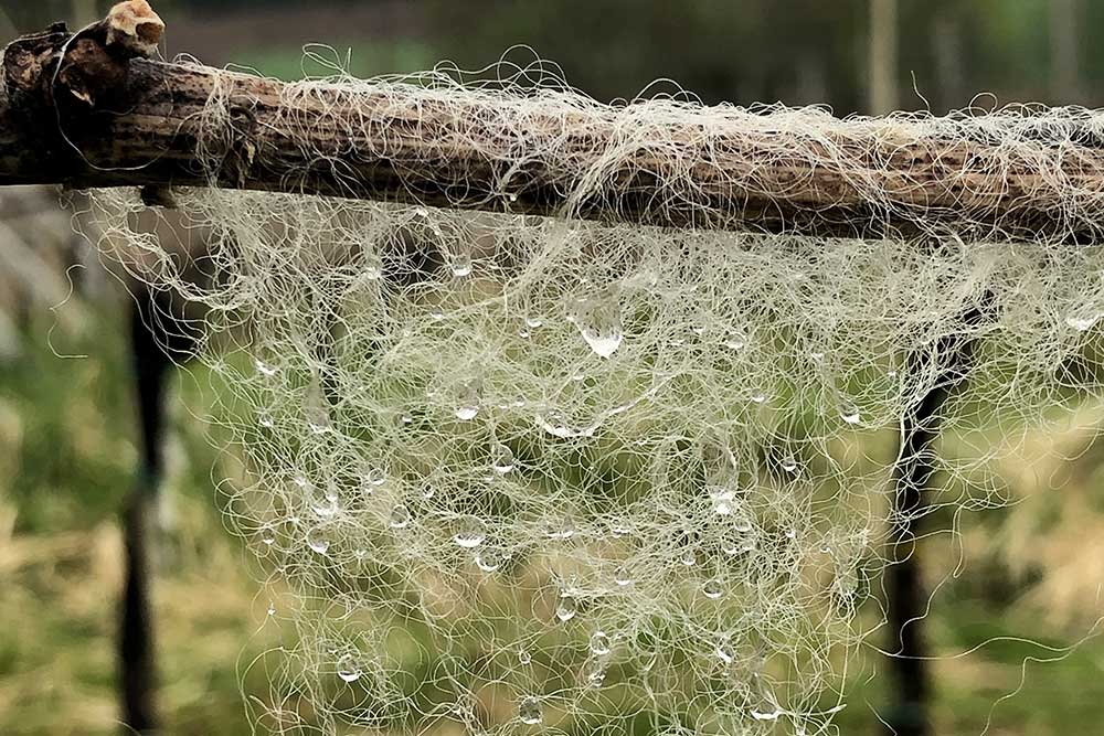 Schutznetz mit Morgentau