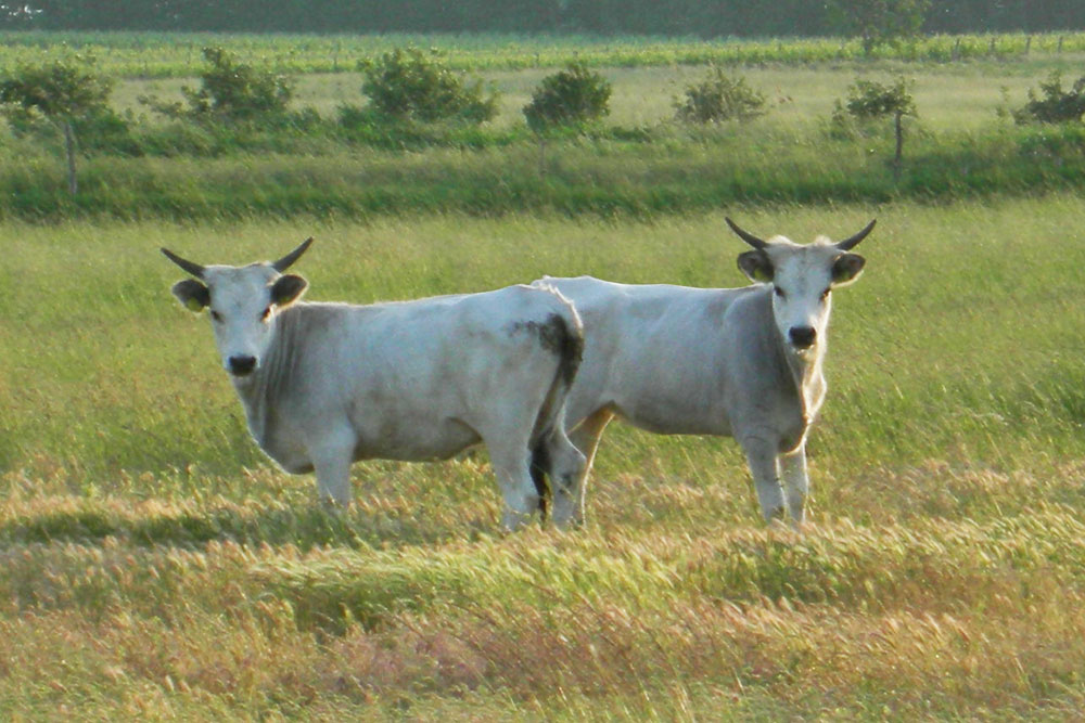 Zwei Graurinder auf einer Wiese