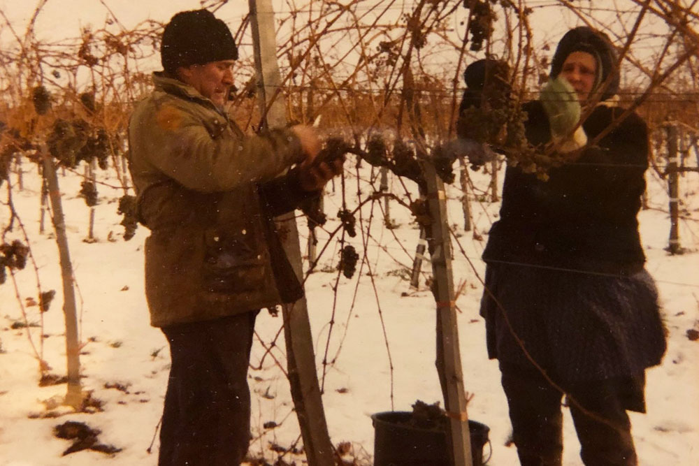 Weinlese 1978