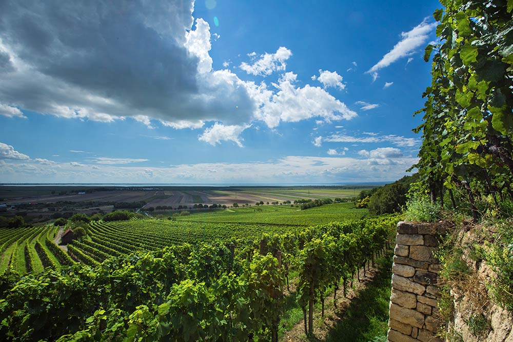 Wiengarten mit Neusiedlersee