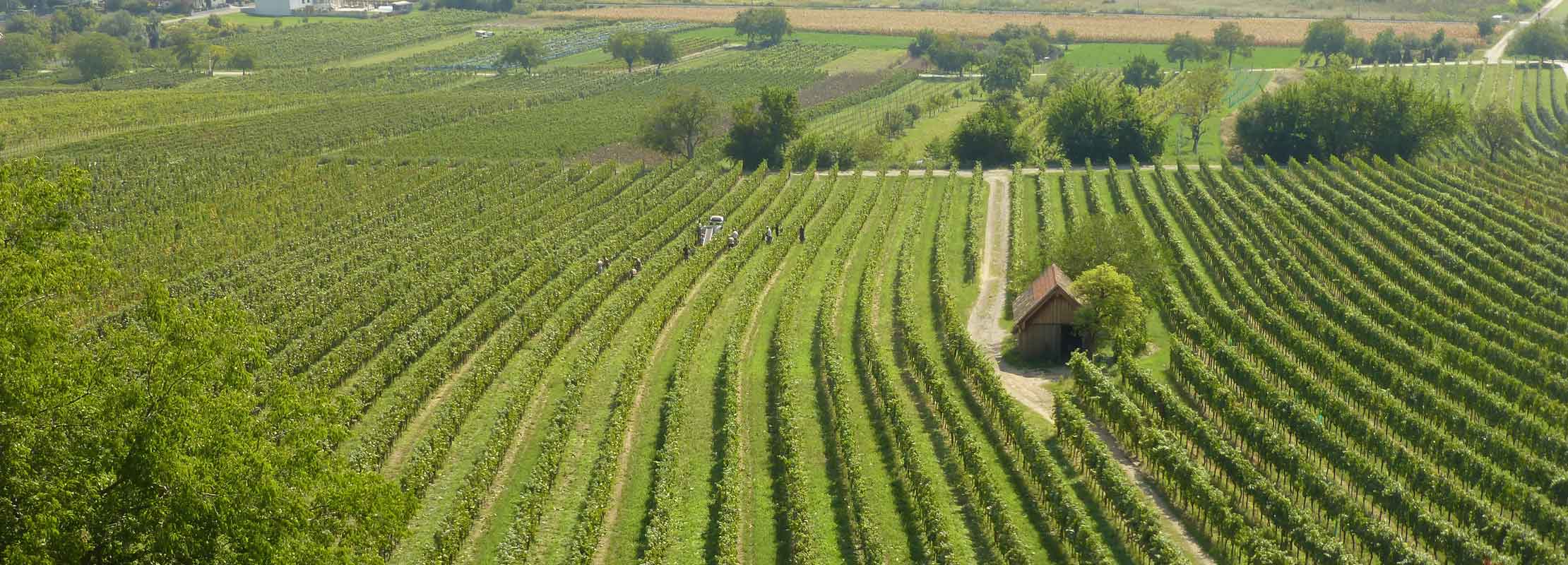 Weinngarten